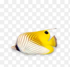 金灿烂的小嘴金鱼