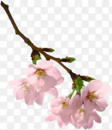 白色桃花素材