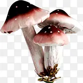 红色野生郊外蘑菇