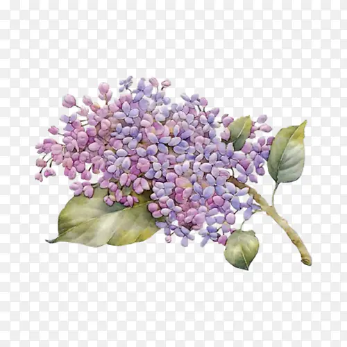 手绘复古紫丁香花卉免抠