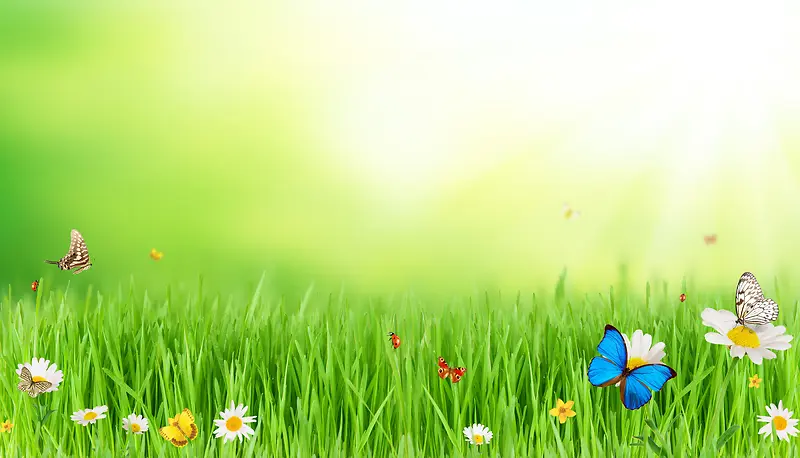草地上的野花和蝴蝶
