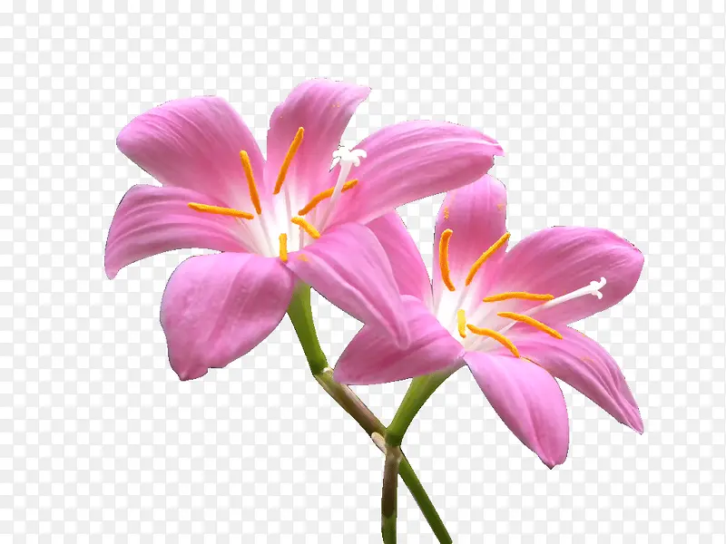 两只粉红色的花朵