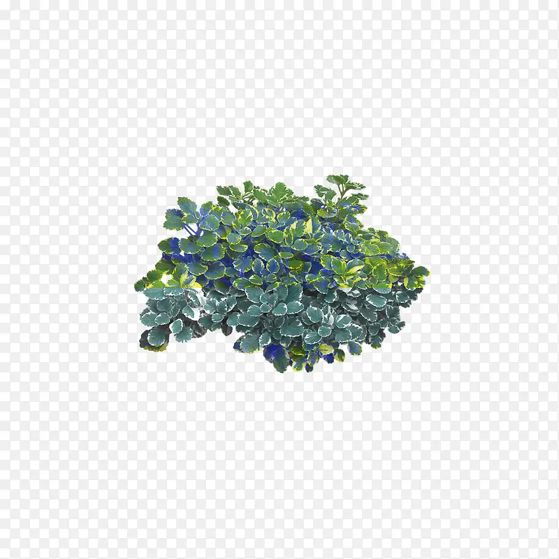 小草图片