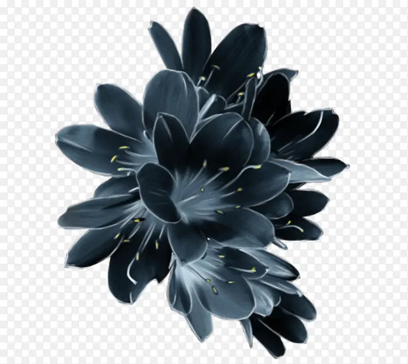 高清黑色花朵黄蕊