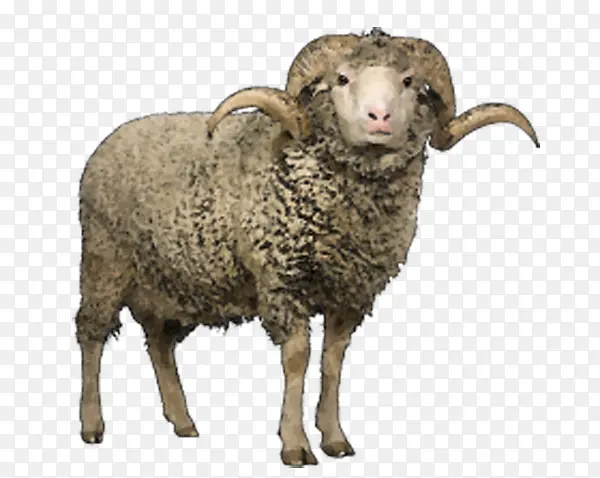 卷角绵羊