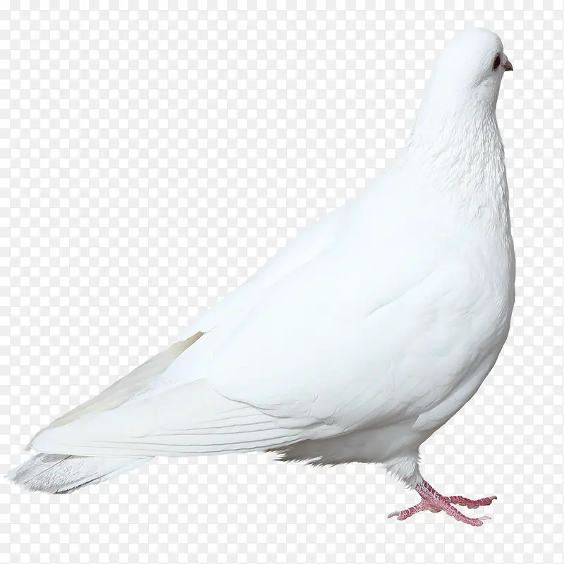 放飞鸽子素材鸽子图片 白色鸽子