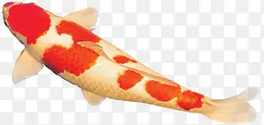 鲤鱼红色白色游动图片