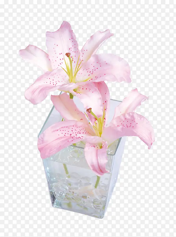 淡粉色百合花