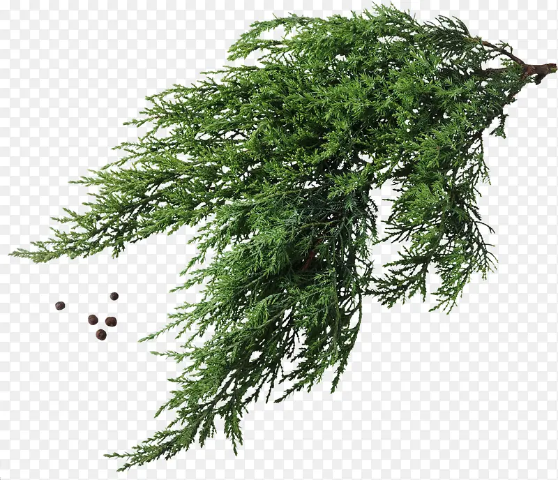 被风吹起的树枝