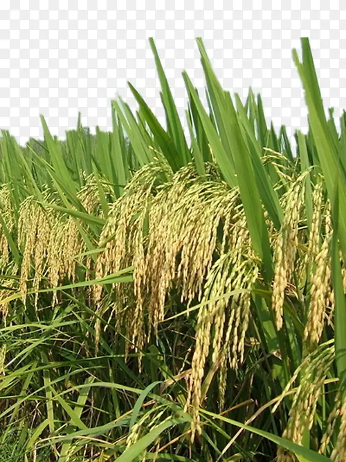 高高的水稻