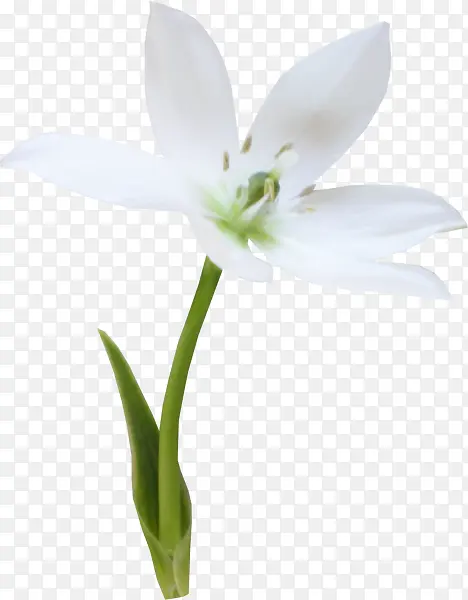 白色洁净小花