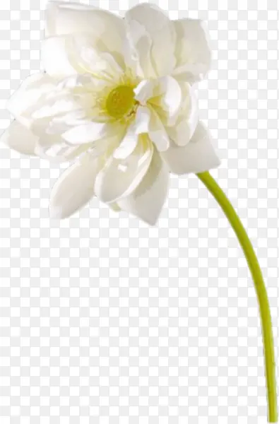 白色绽放洁净花朵图片
