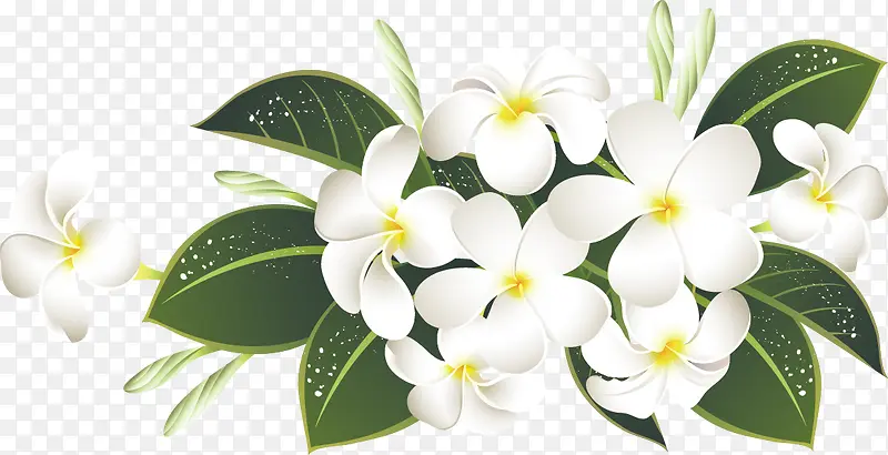 洁净白色小花绿叶图片