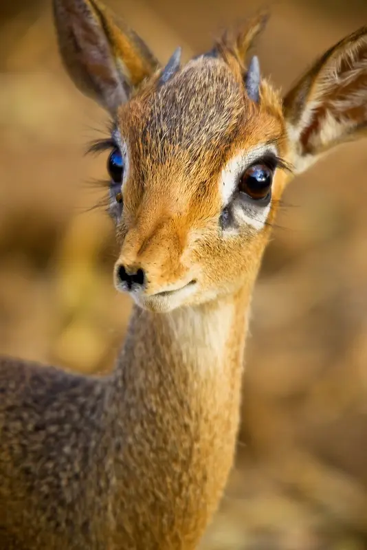 大眼睛长睫毛可爱小鹿
