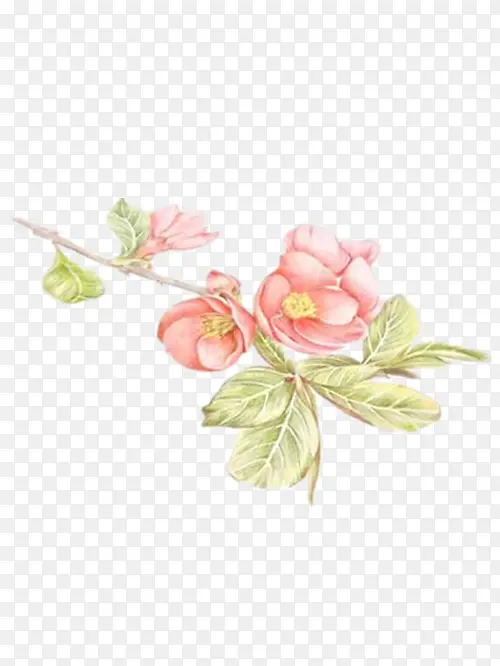 彩铅手绘海棠花