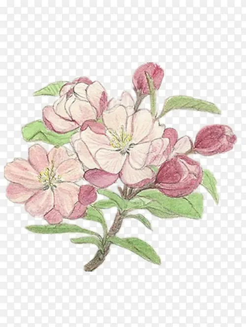 彩铅海棠花
