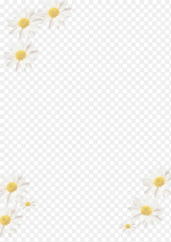 漂亮白晶菊