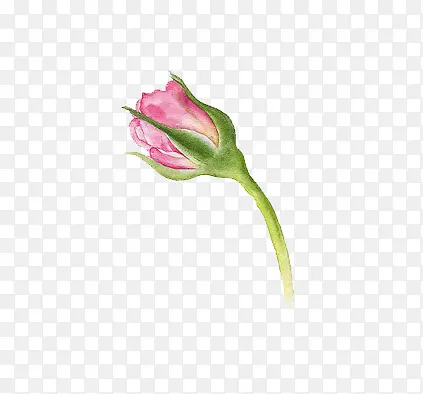 花朵树叶素材