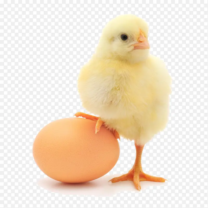 脚踩鸡蛋的小鸡