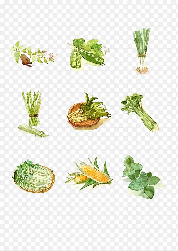 手绘蔬菜