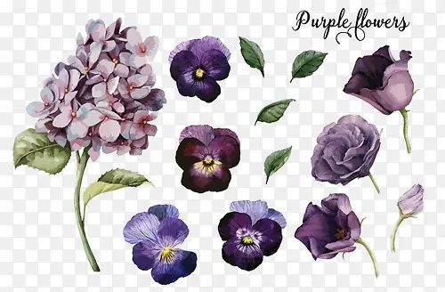 各种紫色花朵素材