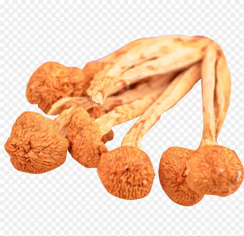 小个的珍珠菇