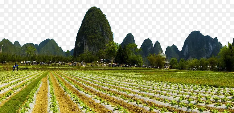 绿色农作物庄稼PNG图片素材下载_图片编号yvmpooen-免抠素材网