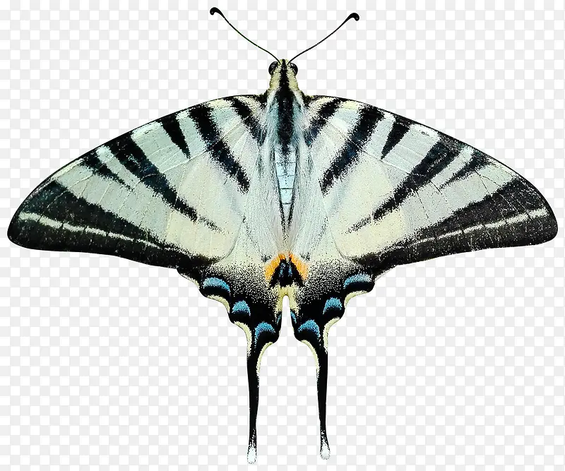 黑纹长尾蝶