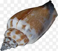 贝壳效果海边沙滩海螺型