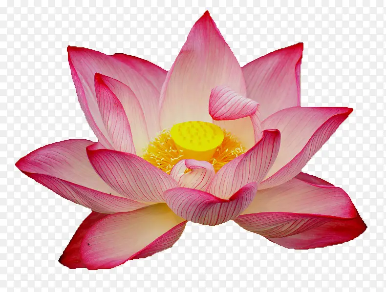 含笑免抠png