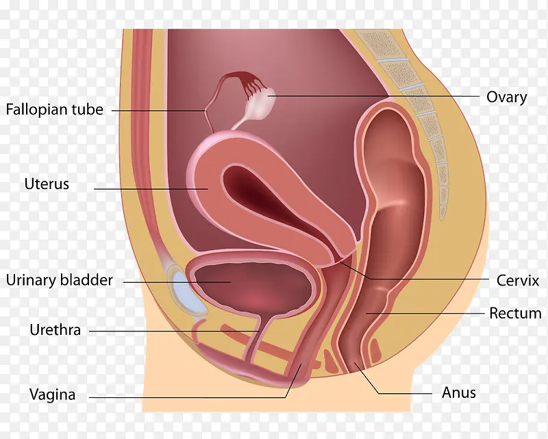 母体子宫侧析图高清免扣素材