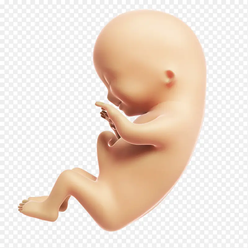 发育成熟的胎儿高清免扣素材