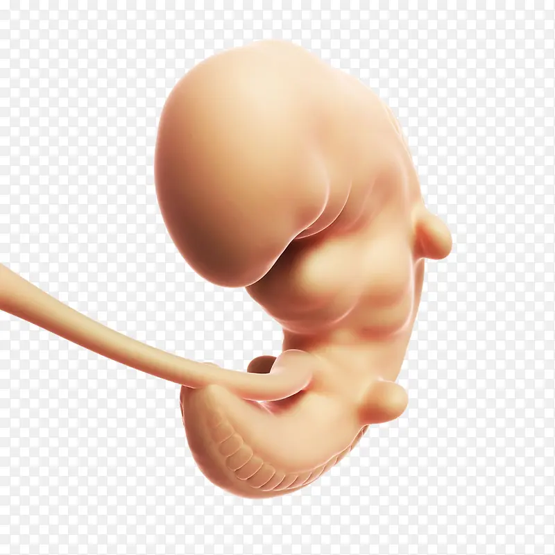 未发育成熟的胎儿高清免扣素材