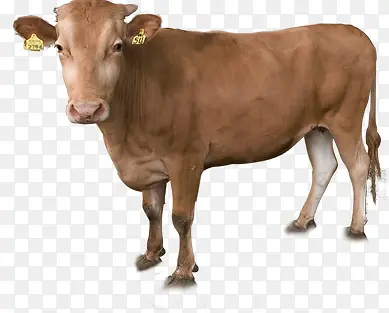 奶牛草原动物造型高清