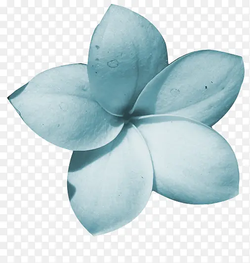 鲜花边框素材植物花卉素材  蓝