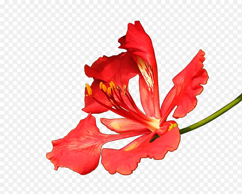手绘红色凤凰花