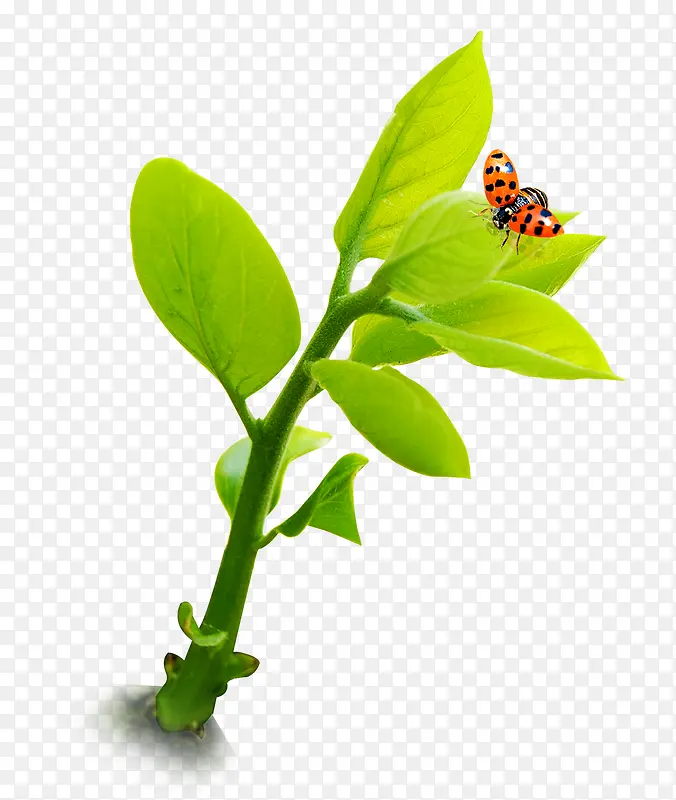 绿色植物装饰图