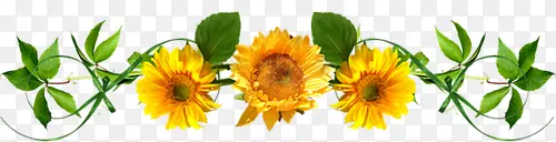 黄色向日葵装饰图片