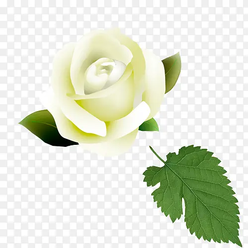 魅力的白玫瑰