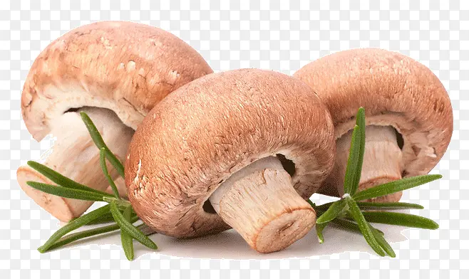 猴头菇和香菇