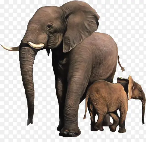 可爱大象母子免抠素材