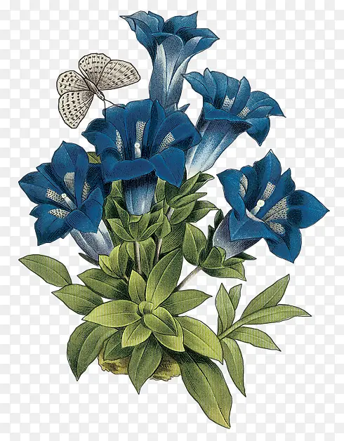 蓝色喇叭花花朵装饰图片