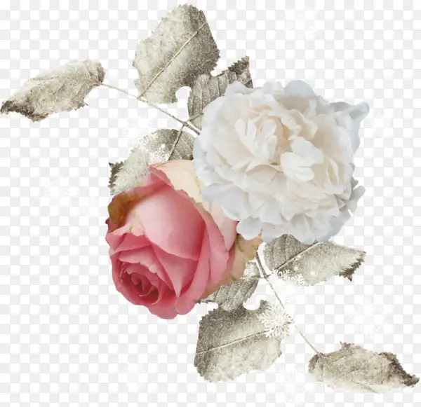 粉色玫瑰花朵白花卉白灰色树叶