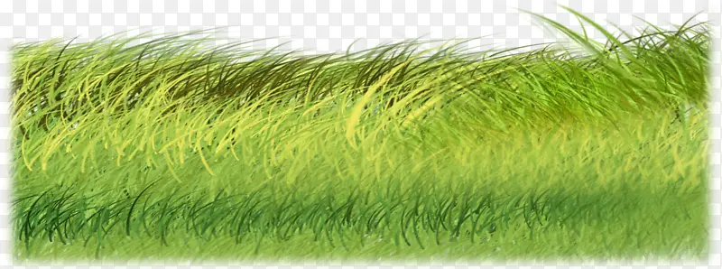 绿色小草坪