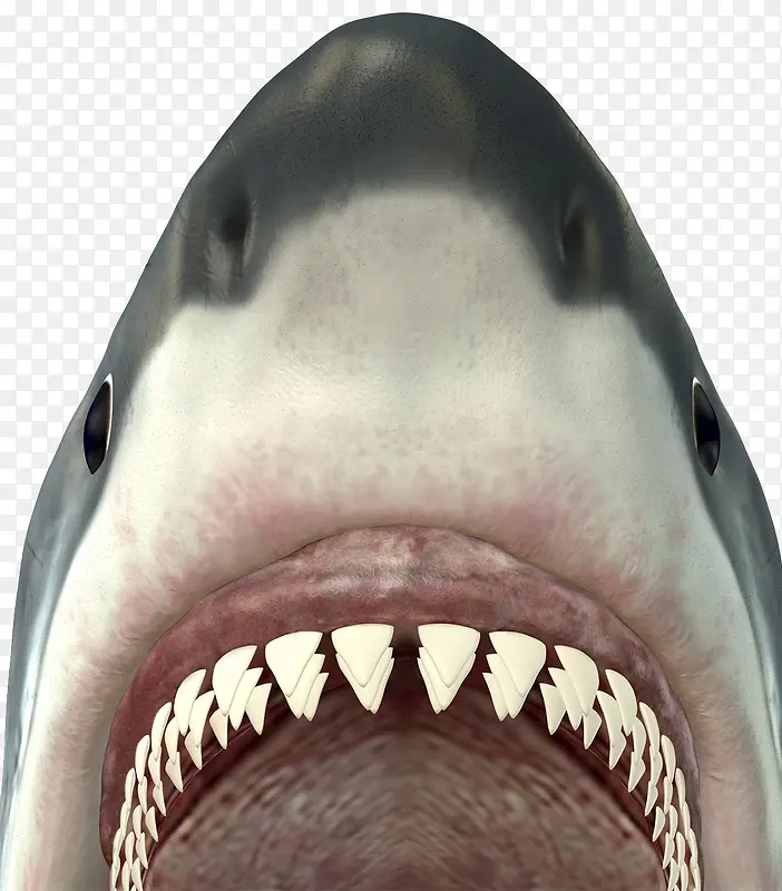 大白鲨嘴巴