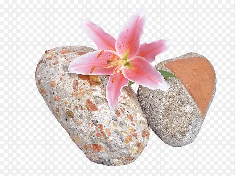 石头里的蔷薇花