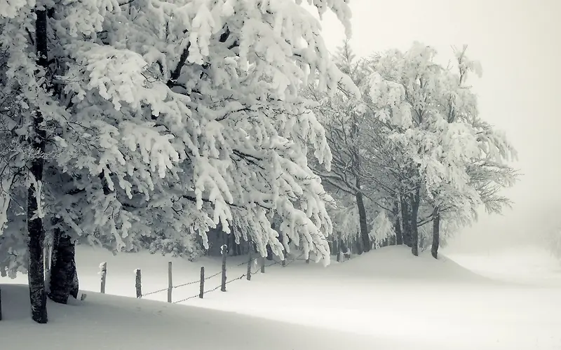 白色冬日雪地大树