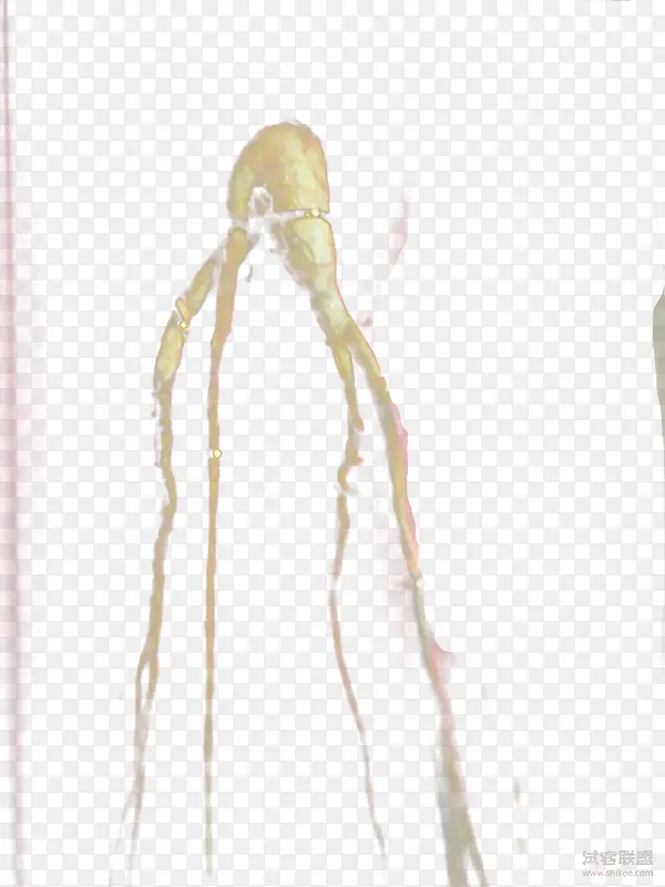 黄色人参