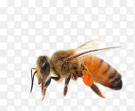黄色蜜蜂昆虫特写
