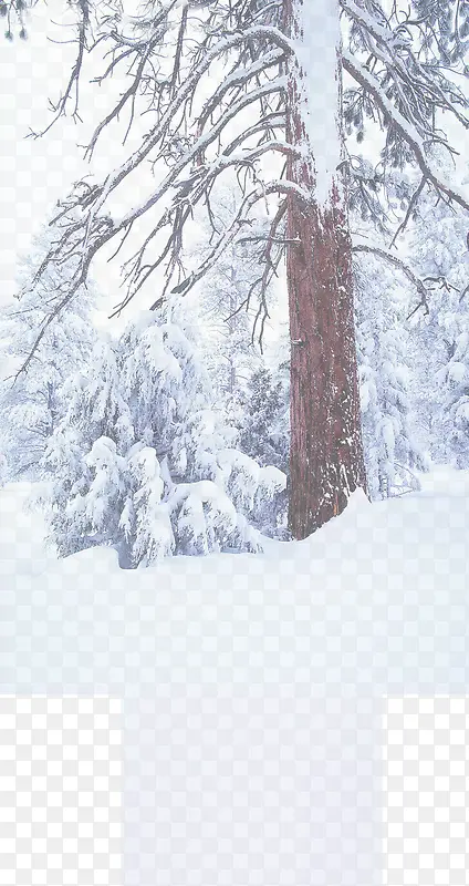 冬日大树场景户外